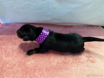 Stenata dobermana s pp - 3