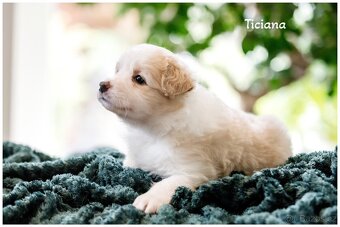 Border Collie, Border Kolia s PP FCI barva ee red - 3