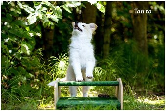 Border Collie, Border Kolia s PP FCI barva ee red - 3