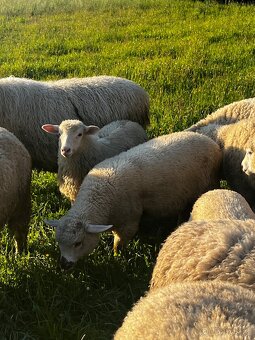 Prodám ovce a jehňata - 3