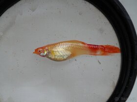 Paví Oka var. Koi - 3