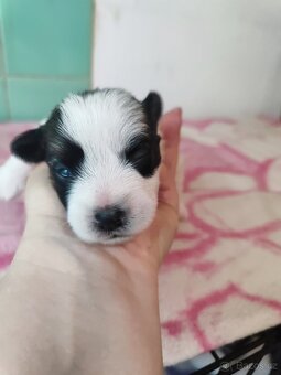 Jack Russell teriér ( Rusel teriér) s PP - 3