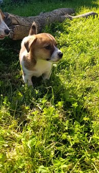 Jack Russell teriér - 3
