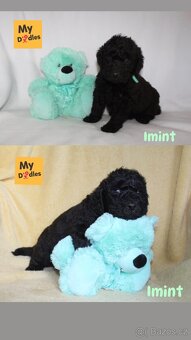Labradoodle F1B - 3