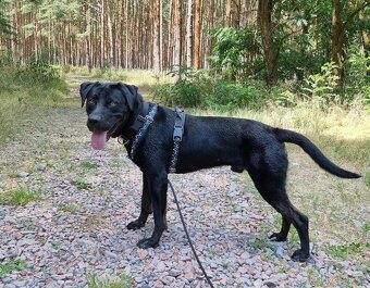ÁRON K ADOPCI - přátelský akční mazel, vhodný k dětem - 3