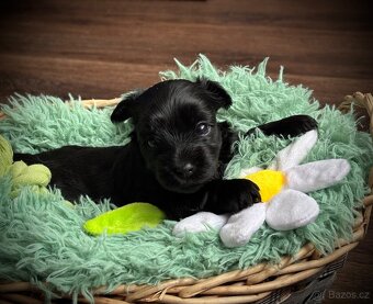 Jorkšírský teriér s PP - fena - 3