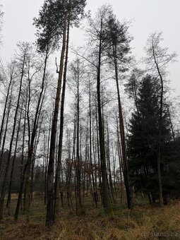 Prodám pozemky v k.ú. Veliny - 3