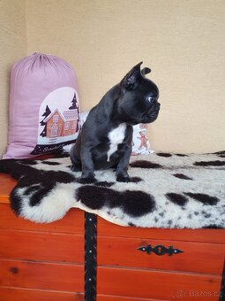 Francouzsky buldoček modrý - 3