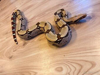 BCC - Boa constrictor constrictor - Surinam - 3