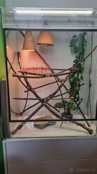 Prodám zařízené terárium pro chameleona o velikosti 60x40x80 - 3