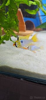 Apistogramma Mikrogeophagus Ramirezi - 3