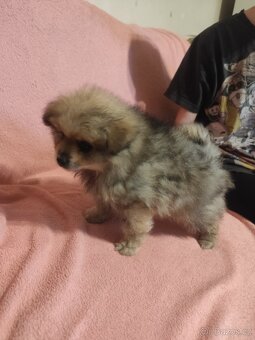 Štěňátka špic pomeranian - 3