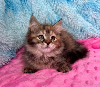 Sibiřská kočka s PP - 3