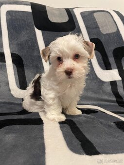 Jorkšírský teriér - 3