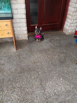 Jorkšírský teriér s PP - 3