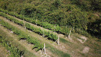 Prodej vinice 2166m² Starovice u Hustopečí - 3