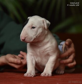 Bulterier-štěnátka s PP - 3