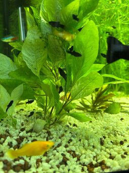 Black a gold molly - 3