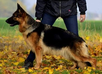 Německý ovčák, štěňata k zadání - 3