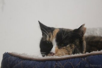 Krásná tříbarevka Daisy hledá domov. - 3