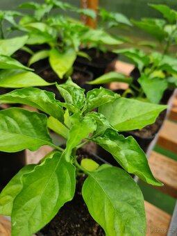 Sazenice Habanero - 3