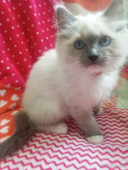 Ragdoll s PP - 3