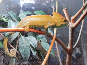 Chameleon jemenský - 3