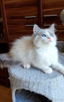Ragdoll koťátka - 3