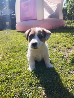Jack Russell teriér - 3