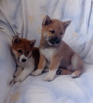 Shiba inu - 3