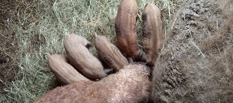 Mangalice čistokrevná selátka - 3