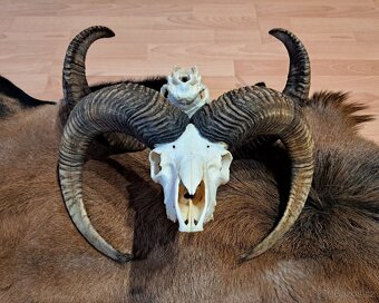 Trofeje, muflón - 3