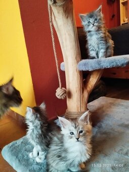 Mainská mývalí koťátka bez PP - 3