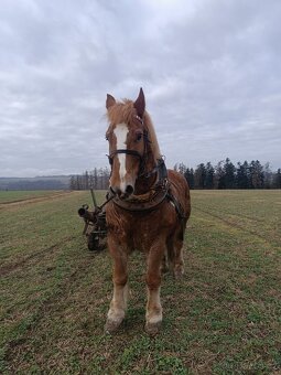 Chladnokrevnik polsky - 3