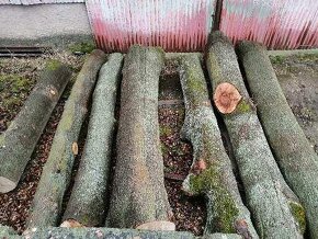 Jasanová kulatina - 3