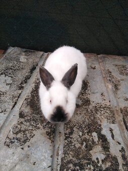 Prodám králíky - 3