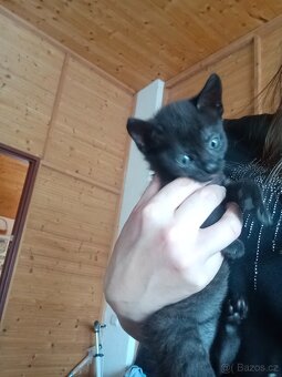 Černá kočička - 3