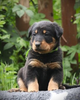 Beauceron s PP - 3