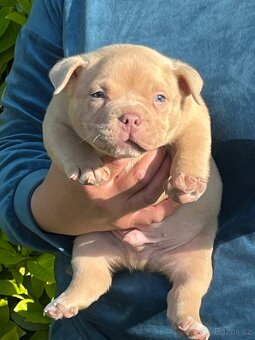 American bully s PP - 3