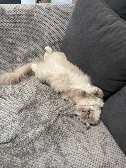 Ragdoll a britská - 3