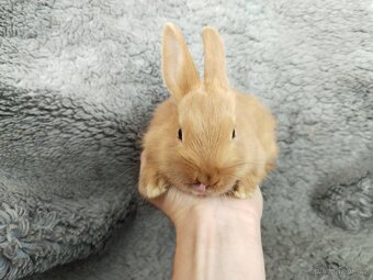 Zakrslý králík beránek, lvíček, Teddy - 3