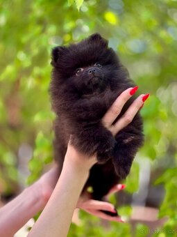 Pomeranian s PP - 3