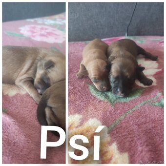 Prodám roztomilé štěňátka - 3