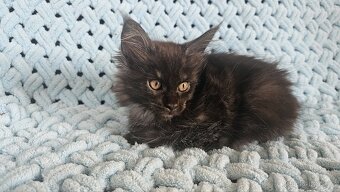 Mainská Mývalí - 3