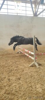 Huculský hřebec - 3