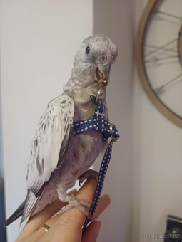 Korela bělohlavá perlová šedá - 3