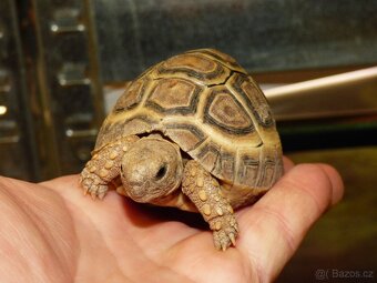 Želva pardálí (Stigmochelys pardalis) - 3