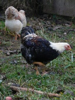 Wyandotka zdrobnělá lososová - 3