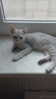 Britský kocourek whiskas s PP - 3