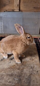 Prodam burunskeho samce - 3